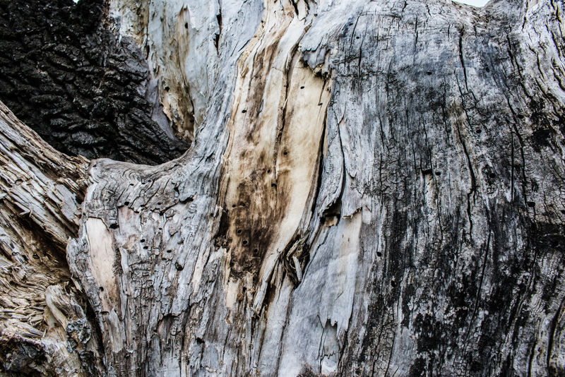 老橡树-外喀尔巴阡州