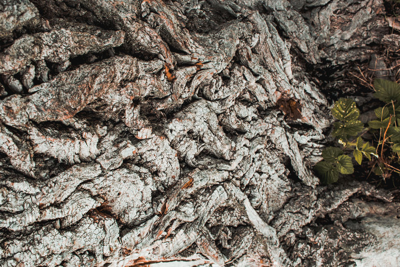 老树木纹理特写