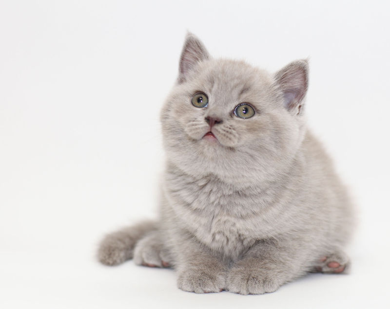 灰色可爱的英国小猫咪