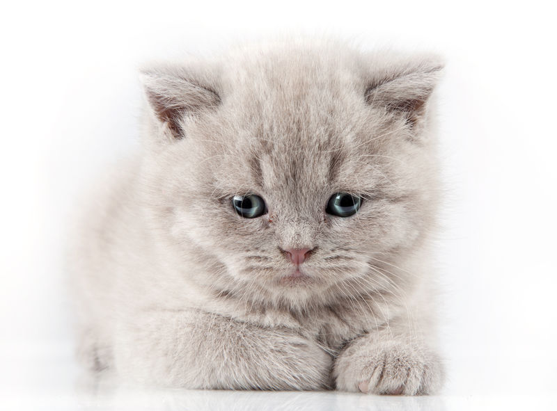 英国短毛猫