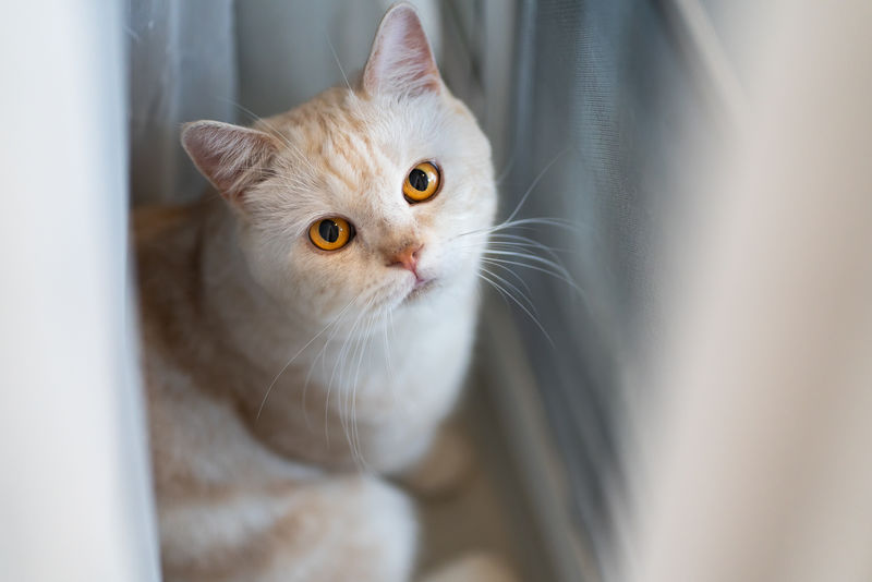 黄眼苏格兰猫看相机