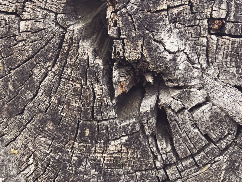 木头切面纹理背景