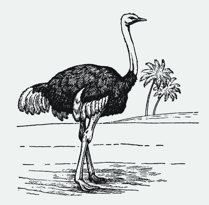 站在侧面的雄性普通鸵鸟