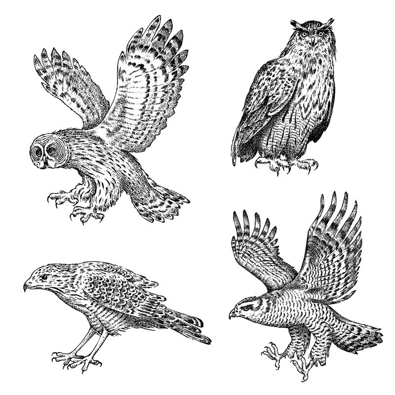 一组逼真的鸟-猫头鹰和老鹰-雕刻图形风格的手绘矢量草图
