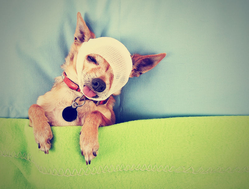 一张小小可爱的吉娃娃用复古Instagram滤镜做的照片