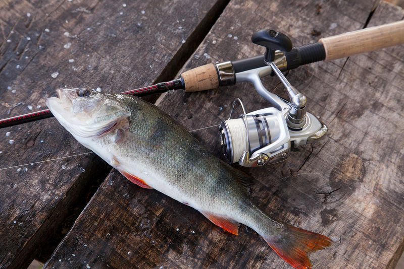 奖杯钓鱼。木质背景的大型淡水鲈鱼和捕鱼设备。