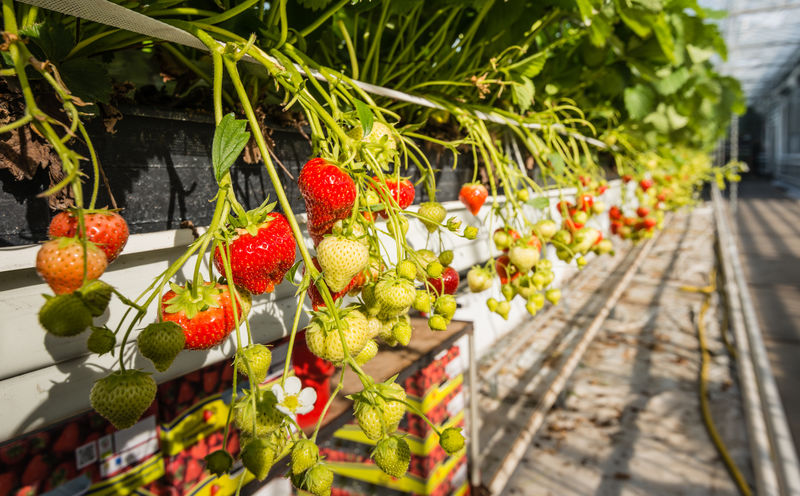 在荷兰一家专门的温室园艺企业中-在方便的采摘高度从水培植物中成熟草莓