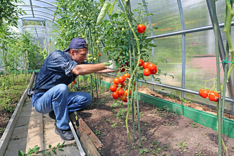 聚碳酸酯温室番茄灌木丛加工工人