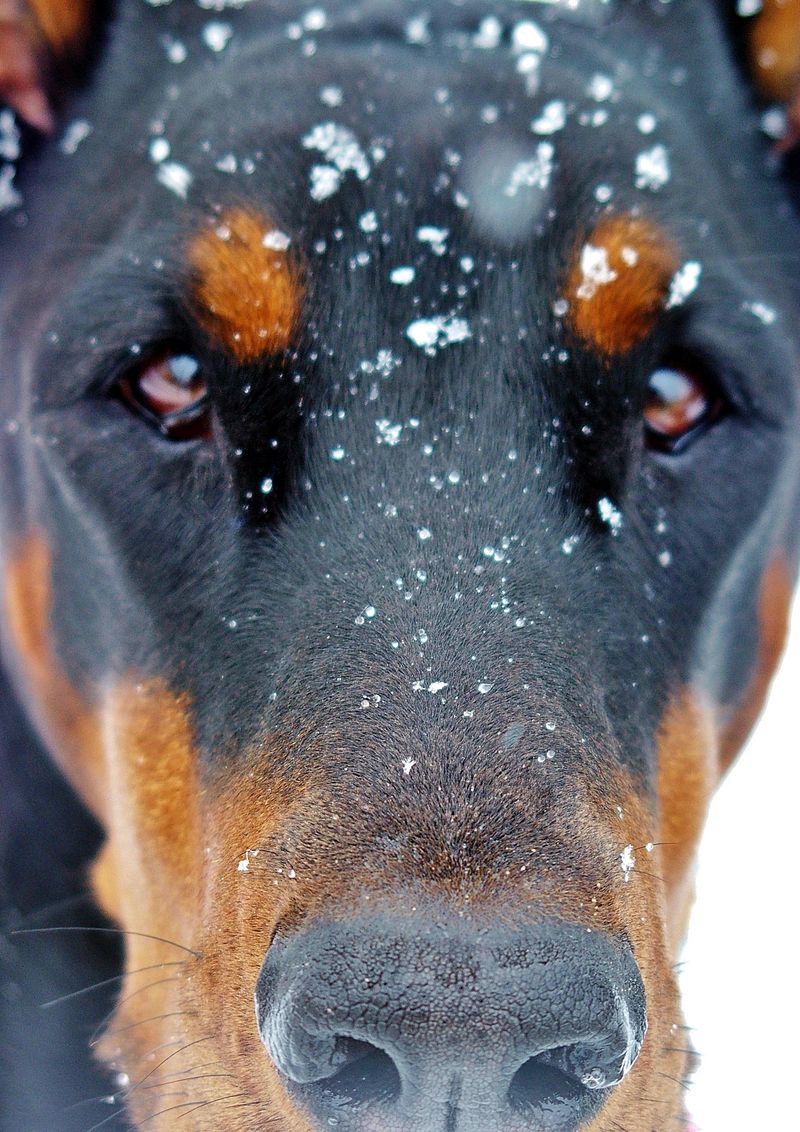 黑色的杜宾犬
