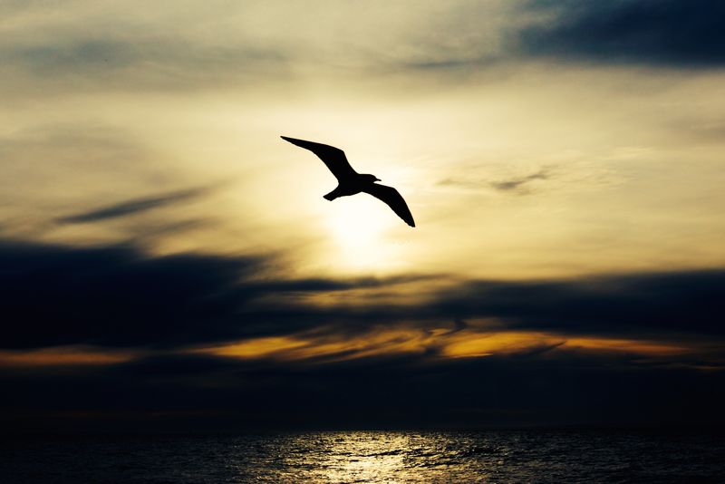 日落时海鸥飞过海面图片,动物,背景,海滩,美丽,鸟,蓝色,无限,明亮