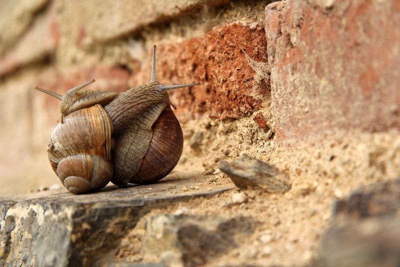 大蜗牛在路上爬行-森林里蜗牛的特写镜头