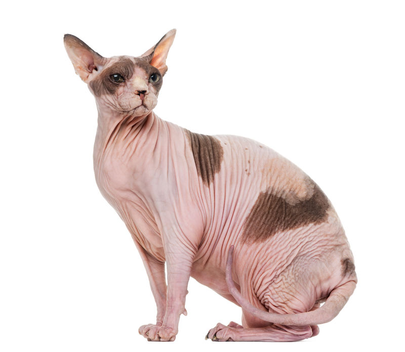 肥胖怀孕的斯芬克斯坐姿，白色隔离