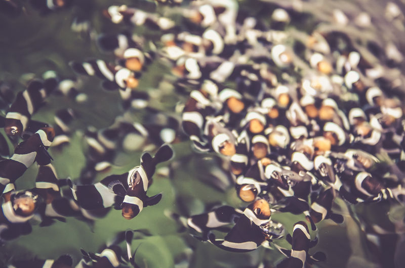 小丑鱼，海葵鱼背景