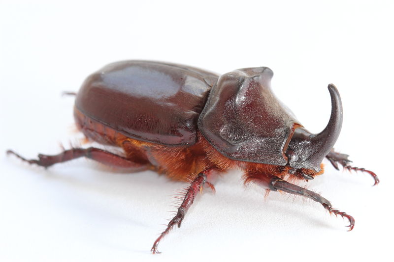 欧洲犀牛甲虫（Oryctes nasicornis）。特写