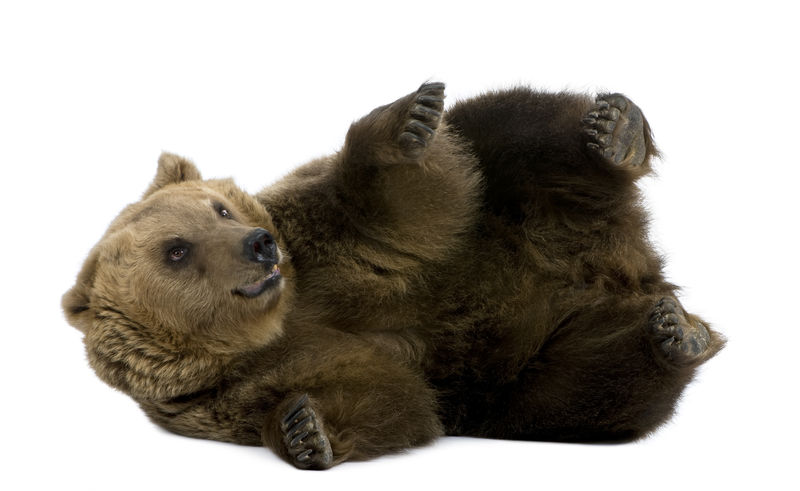 棕熊，8岁，躺在白色背景前