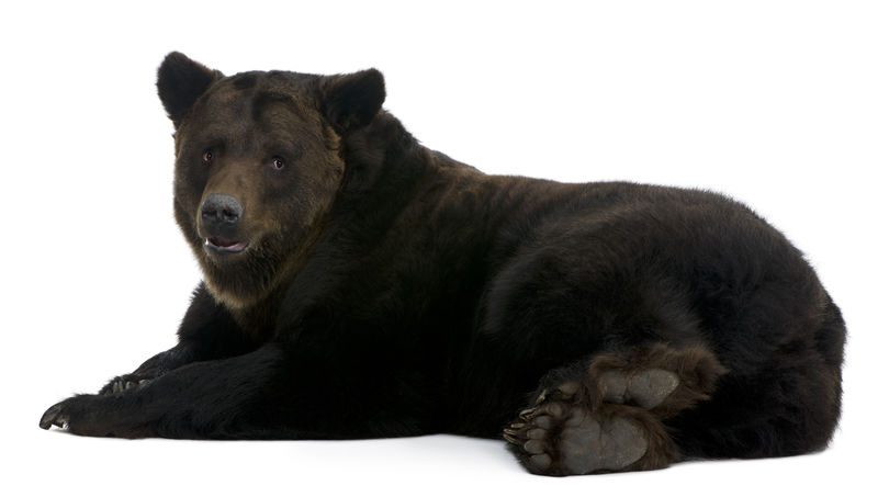 西伯利亚棕熊，12岁，说谎