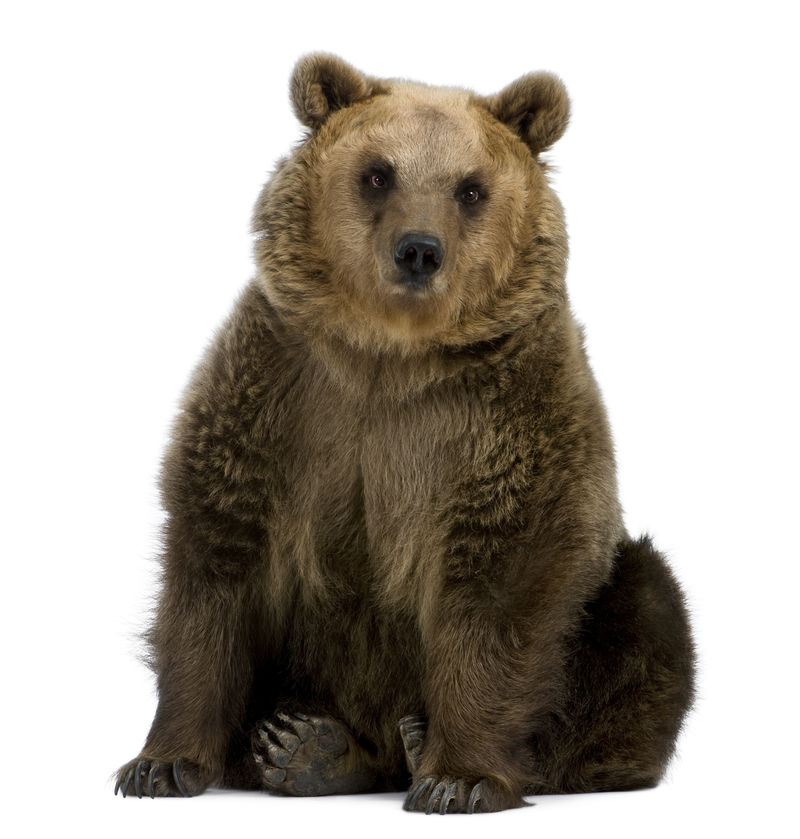 棕熊，8岁，坐在白色背景前