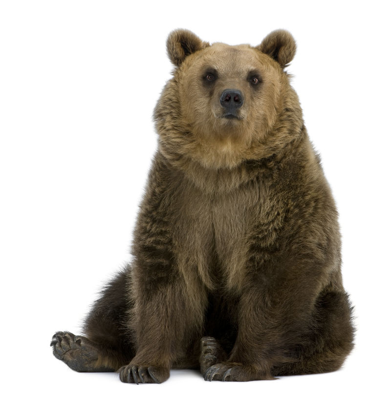 棕熊，8岁，坐在白色背景前