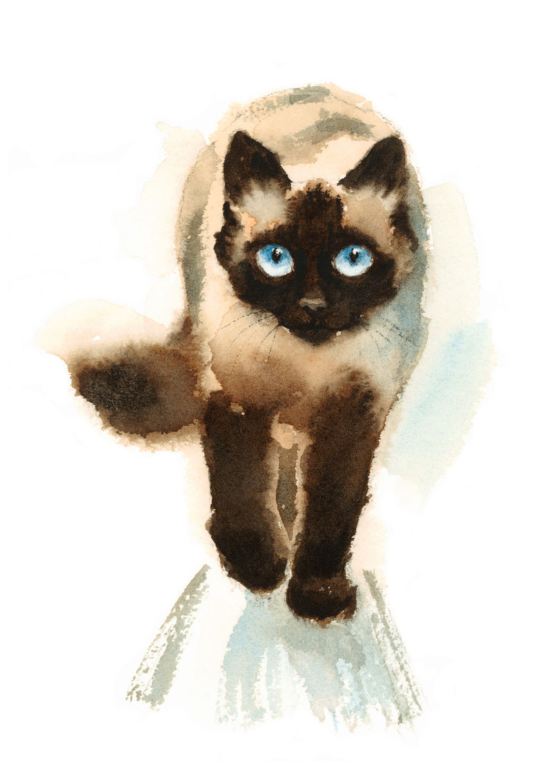 水彩暹罗猫走手绘素描宠物肖像画隔离在白色背景上素材 高清图片 摄影照片 寻图免费打包下载