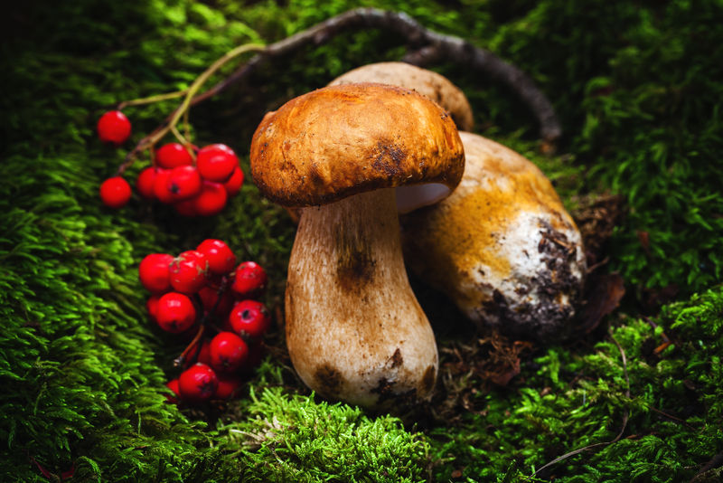 波奇尼蘑菇。珍贵的有机食品。