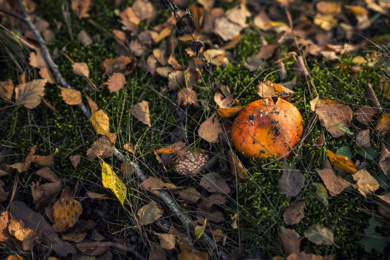 生长在夏季树林中的白杨蘑菇