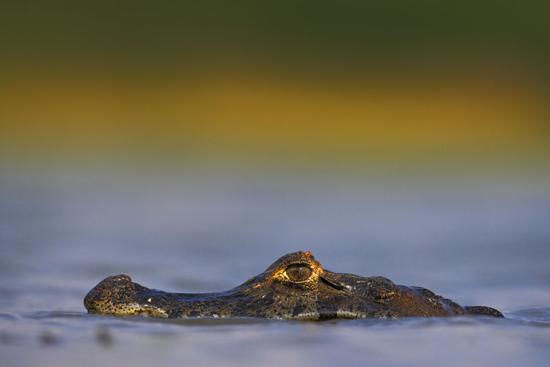 yacare caiman,巴西潘塔纳尔,蓝色水面上隐藏的鳄鱼肖像,夕阳下