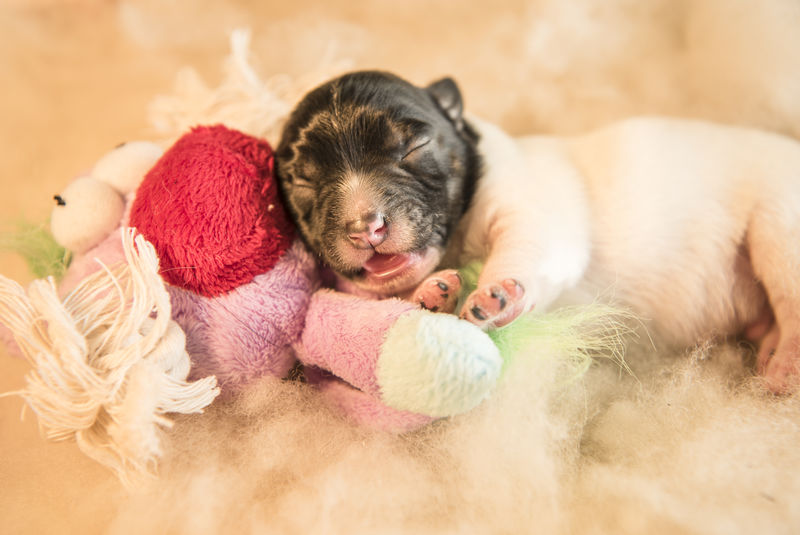 初生小狗玩具-三天大