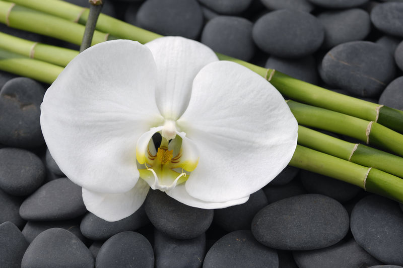 白色兰花和薄竹林-灰色石头背景