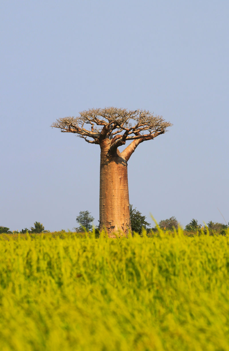马达加斯加的猴面包树