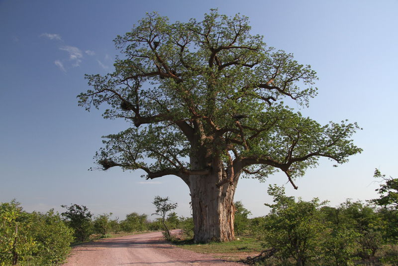 林波波马邦古比国家公园的Baobab,Adansonia Digitata