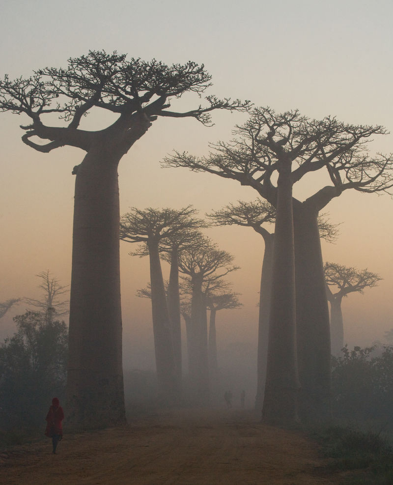 晨雾中的猴面包树大道。总的观点。马达加斯加。很好的例证。