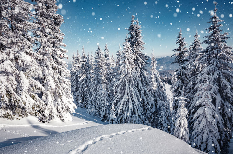 令人惊叹的冬季自然景观-冬日阳光下童话森林的风景意象-高山雪域阳光下巍峨的冰冻松树-奇妙的自然背景