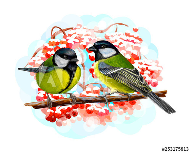 水彩鸟山雀在树枝上手绘白底画