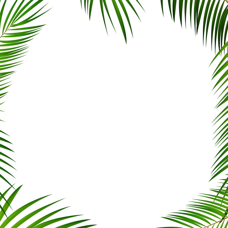 帧树图片 棕榈叶背景向量素材 高清图片 摄影照片 寻图免费打包下载