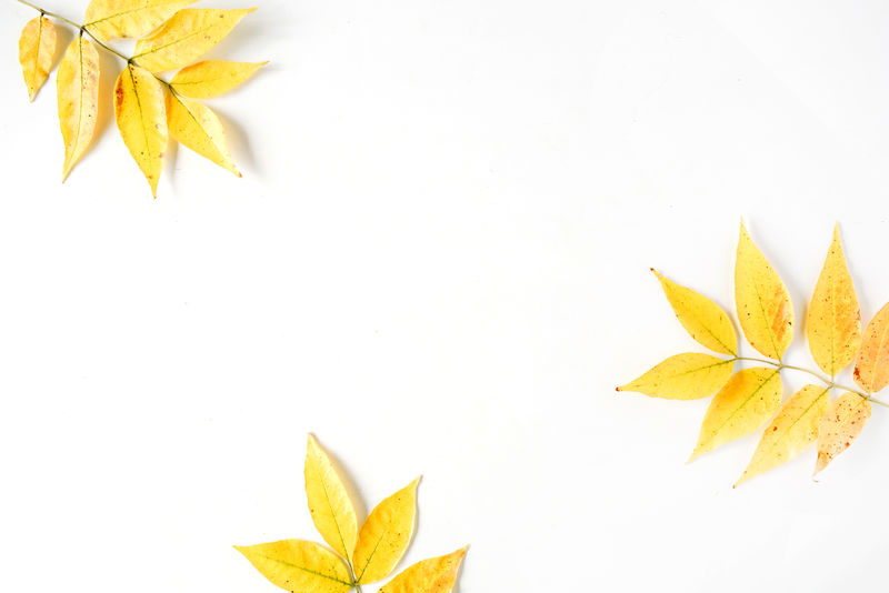 白底黄秋叶