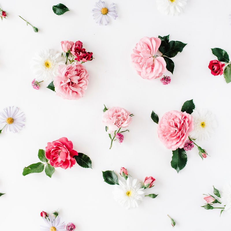 玫瑰洋甘菊和绿叶