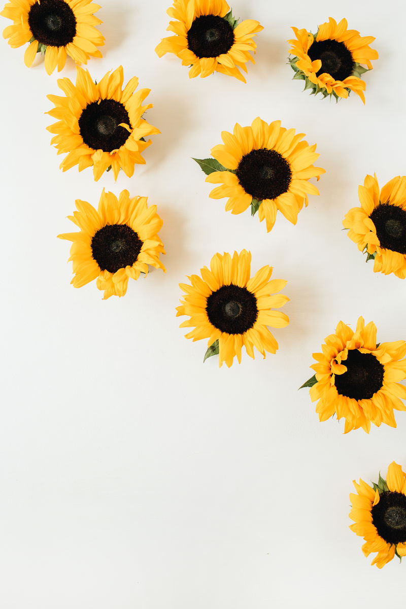 白底向日葵头