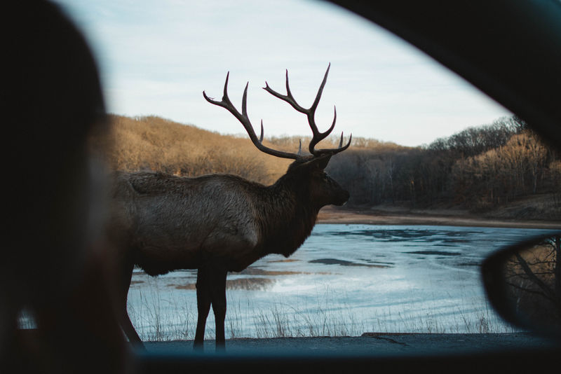 站在水体附近的褐鹿