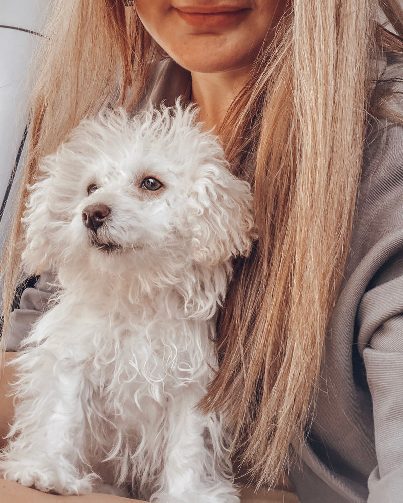 带着卷毛白色小狗的女人