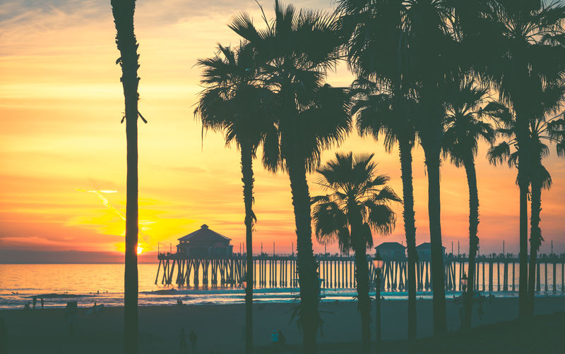 木码头附近的树木