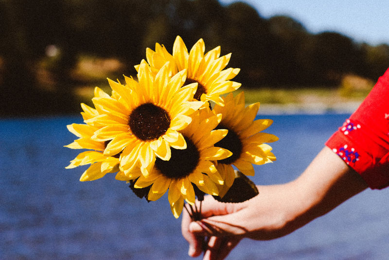 白天的黄色向日葵