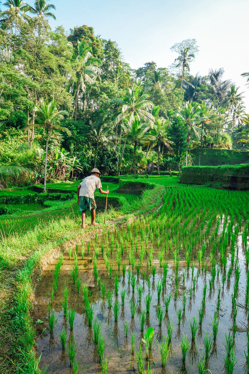 站在稻田边拿着棍子的人