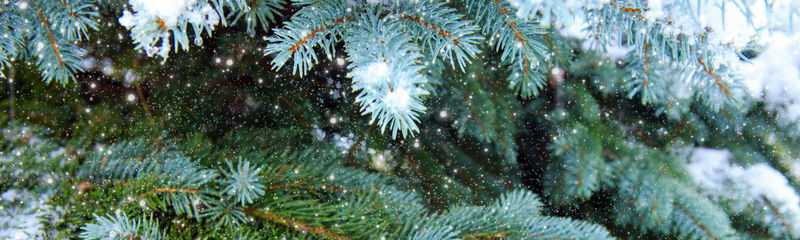 白雪覆盖的松树枝。自然冬季背景。