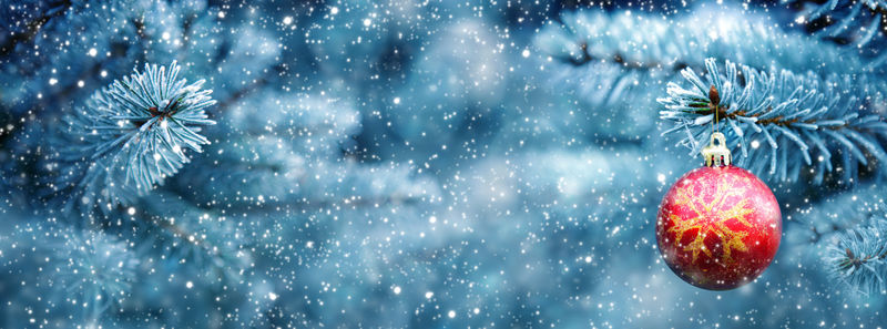 圣诞红球挂在枞树枝上。圣诞节背景。