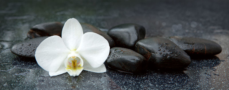 白色的兰花和黑色的石头靠近。