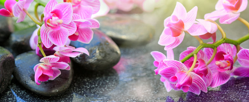 黑色水疗石和粉色兰花。
