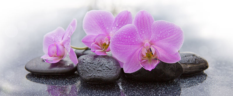 三朵粉红色的兰花和黑色的石头靠近。