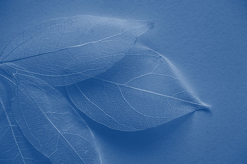 叶纹理树白色背景和文本位置