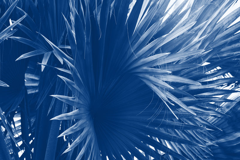 美丽的热带树叶纹理,经典的蓝色调。时尚2020年色彩