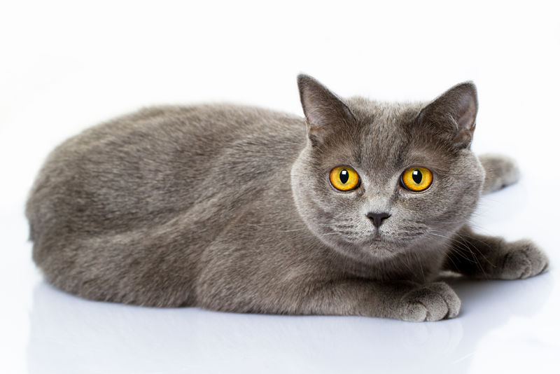 英国短毛猫